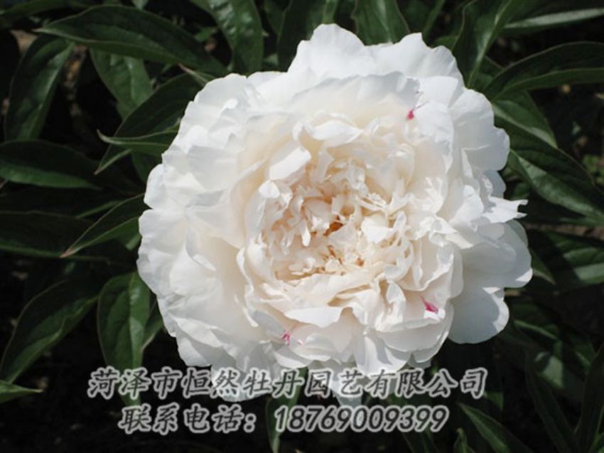 點(diǎn)擊查看詳細(xì)信息<br>標(biāo)題：娃娃面 閱讀次數(shù)：1955