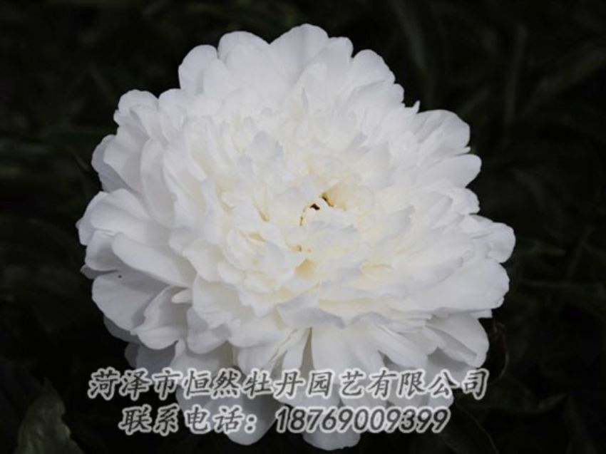 點擊查看詳細信息<br>標題：沙金冠頂 閱讀次數(shù)：1239