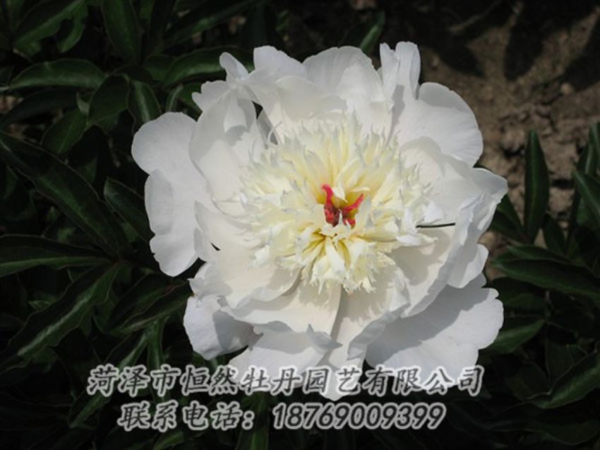 點擊查看詳細信息<br>標題：凌花晨浴 閱讀次數(shù)：1271