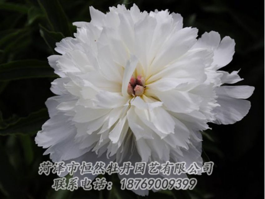 點擊查看詳細信息<br>標題：玲瓏玉 閱讀次數(shù)：1218