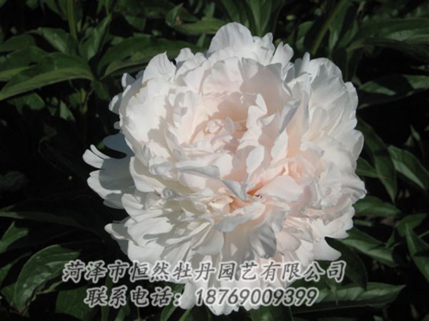 點(diǎn)擊查看詳細(xì)信息<br>標(biāo)題：白玉樓 閱讀次數(shù)：2215