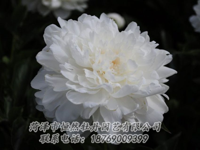 點擊查看詳細信息<br>標題：白色 閱讀次數(shù)：1252
