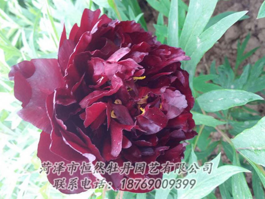 點擊查看詳細信息<br>標題：黑色牡丹 閱讀次數(shù)：1256