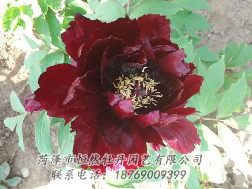 點(diǎn)擊查看詳細(xì)信息<br>標(biāo)題：黑色牡丹 閱讀次數(shù)：1928
