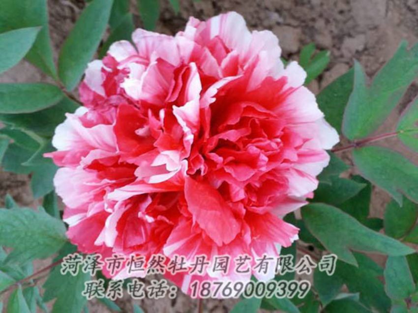 點(diǎn)擊查看詳細(xì)信息<br>標(biāo)題：復(fù)色牡丹 閱讀次數(shù)：1229