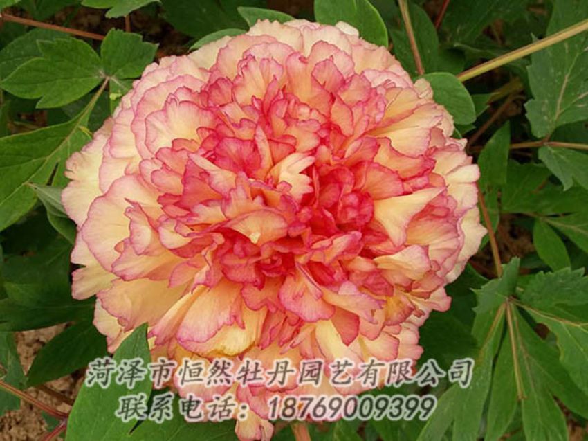 點(diǎn)擊查看詳細(xì)信息<br>標(biāo)題：復(fù)色牡丹 閱讀次數(shù)：1248