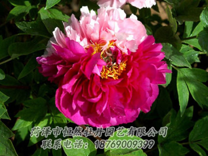 點(diǎn)擊查看詳細(xì)信息<br>標(biāo)題：復(fù)色牡丹 閱讀次數(shù)：1181