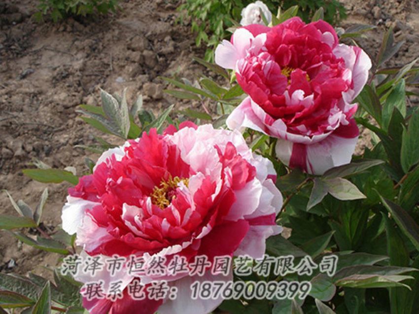 點(diǎn)擊查看詳細(xì)信息<br>標(biāo)題：復(fù)色牡丹 閱讀次數(shù)：1226