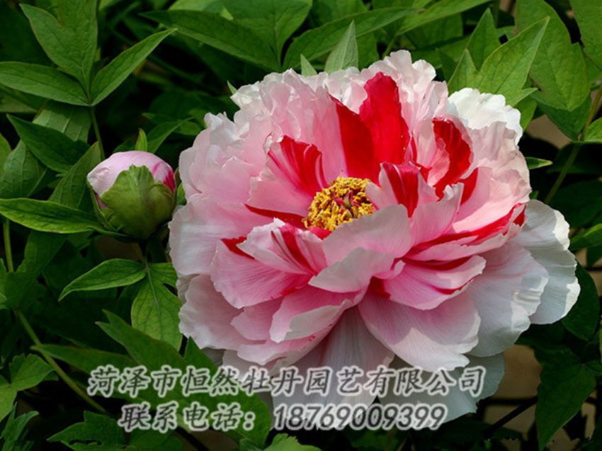 點(diǎn)擊查看詳細(xì)信息<br>標(biāo)題：復(fù)色牡丹 閱讀次數(shù)：2038