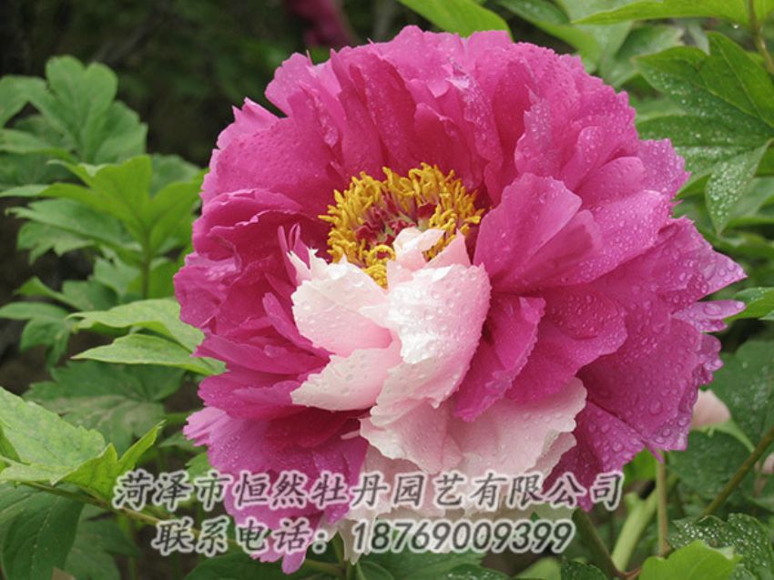 點(diǎn)擊查看詳細(xì)信息<br>標(biāo)題：復(fù)色牡丹 閱讀次數(shù)：1269
