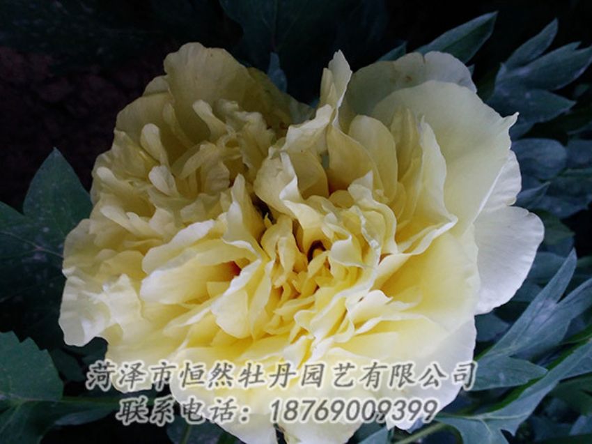點(diǎn)擊查看詳細(xì)信息<br>標(biāo)題：黃色牡丹 閱讀次數(shù)：1211