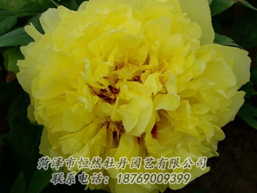 點擊查看詳細信息<br>標題：黃色牡丹 閱讀次數(shù)：1217