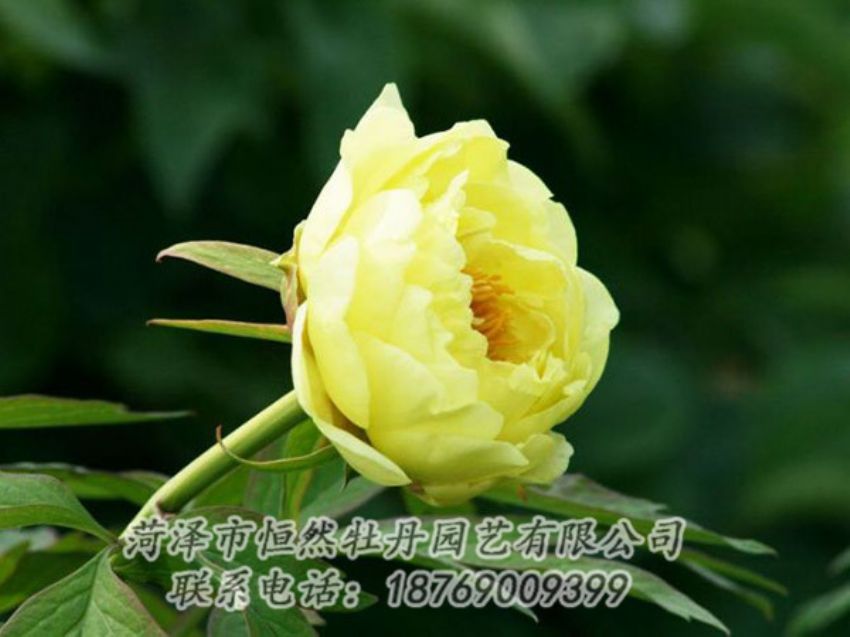 點(diǎn)擊查看詳細(xì)信息<br>標(biāo)題：黃色牡丹 閱讀次數(shù)：1968