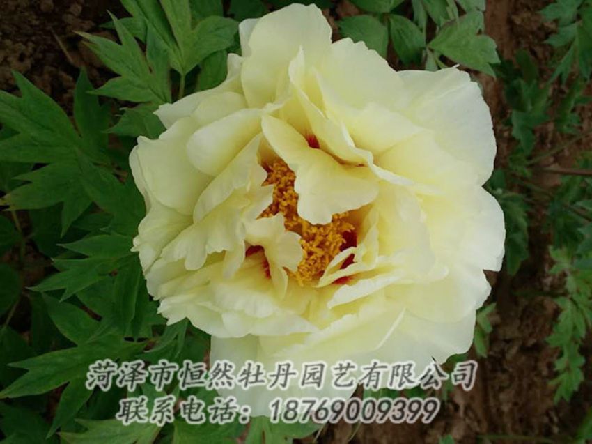 點(diǎn)擊查看詳細(xì)信息<br>標(biāo)題：黃色牡丹 閱讀次數(shù)：1936