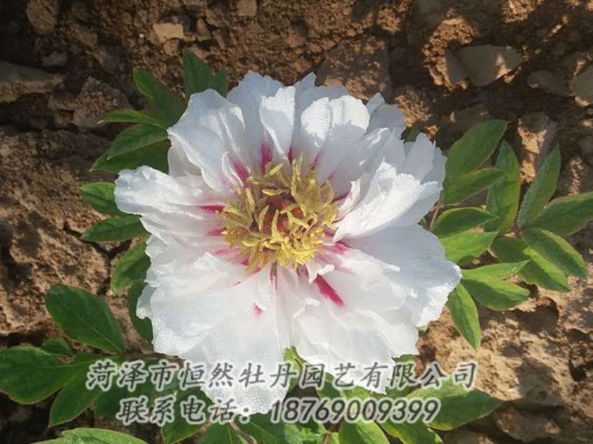 點(diǎn)擊查看詳細(xì)信息<br>標(biāo)題：白色牡丹 閱讀次數(shù)：1286