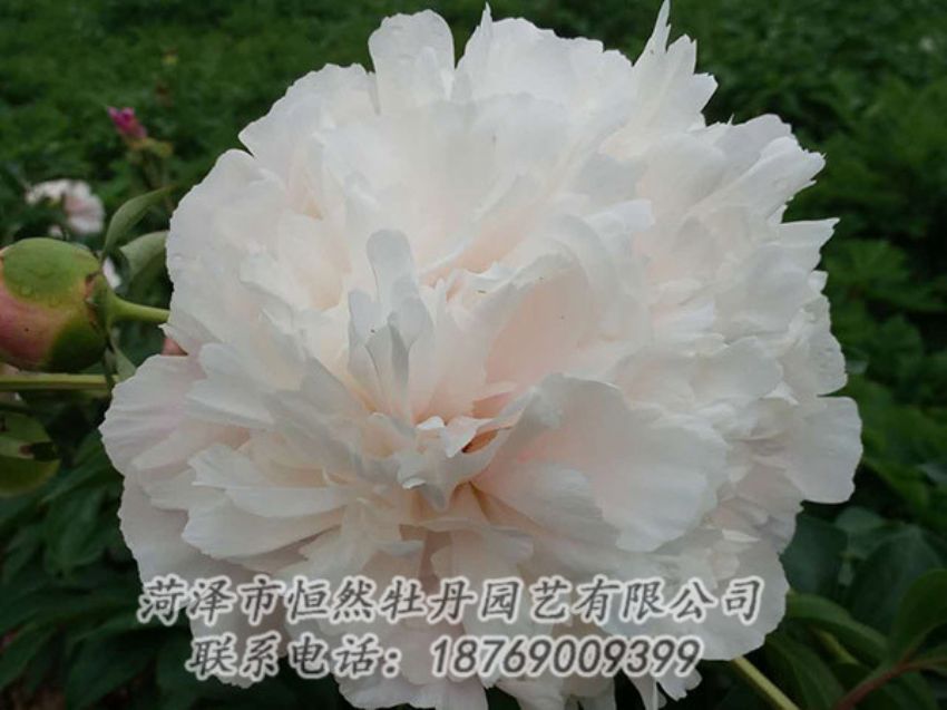 點(diǎn)擊查看詳細(xì)信息<br>標(biāo)題：白色牡丹 閱讀次數(shù)：1245
