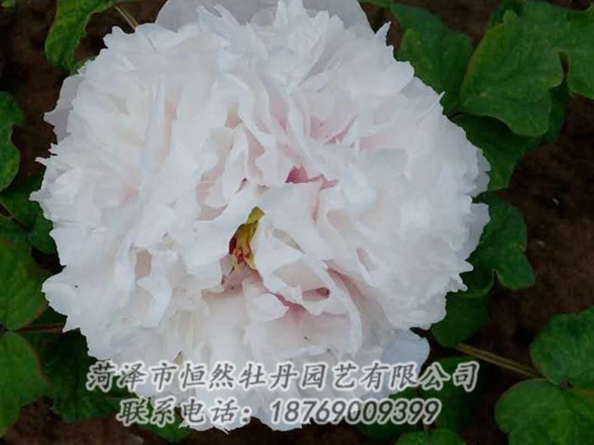 點(diǎn)擊查看詳細(xì)信息<br>標(biāo)題：白色牡丹 閱讀次數(shù)：2012