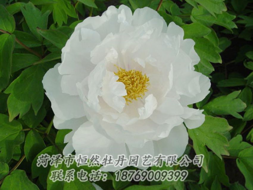 點(diǎn)擊查看詳細(xì)信息<br>標(biāo)題：白色牡丹 閱讀次數(shù)：2012