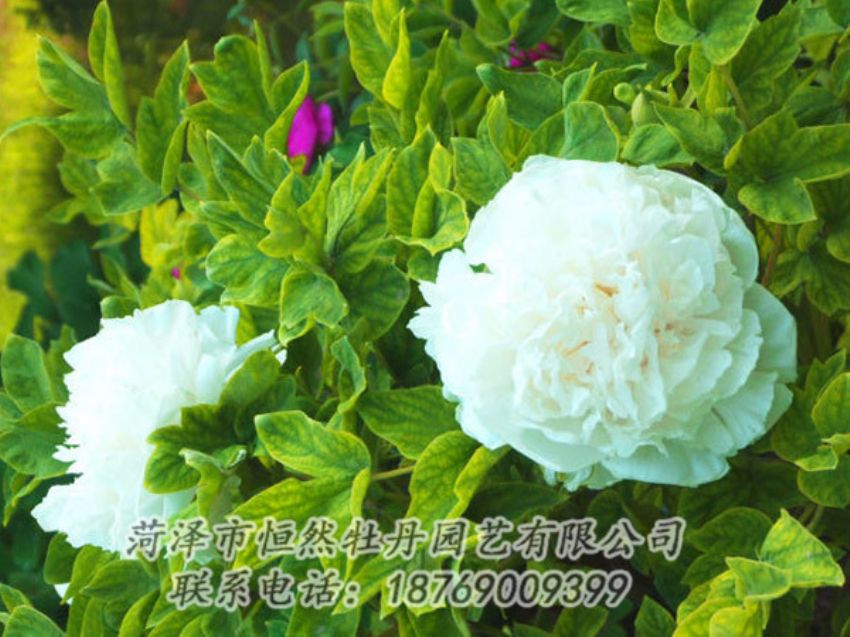 點(diǎn)擊查看詳細(xì)信息<br>標(biāo)題：白色牡丹 閱讀次數(shù)：1214