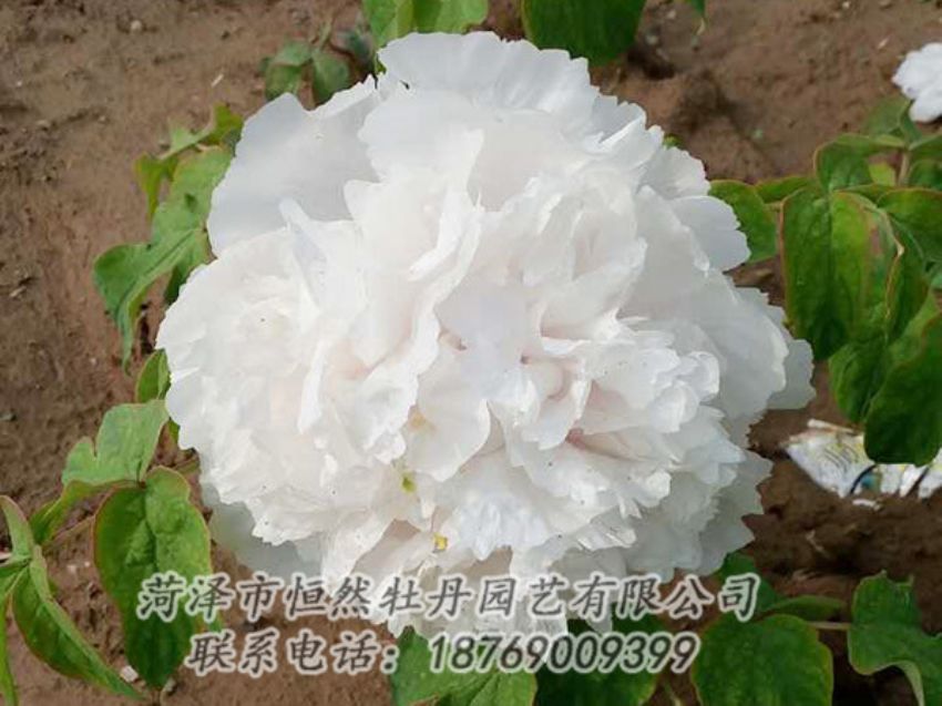 點擊查看詳細信息<br>標題：白色牡丹 閱讀次數(shù)：1035
