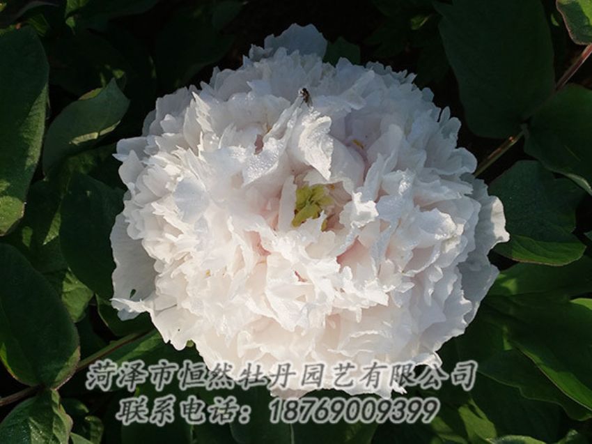 點(diǎn)擊查看詳細(xì)信息<br>標(biāo)題：白色牡丹 閱讀次數(shù)：1228