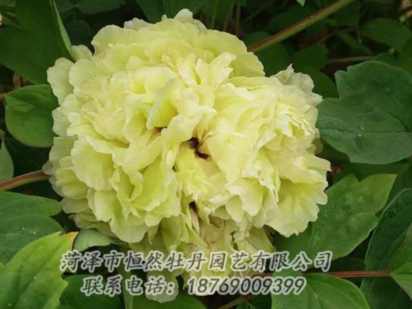 點(diǎn)擊查看詳細(xì)信息<br>標(biāo)題：綠色 閱讀次數(shù)：1113