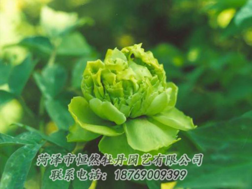 點(diǎn)擊查看詳細(xì)信息<br>標(biāo)題：綠色牡丹 閱讀次數(shù)：1253