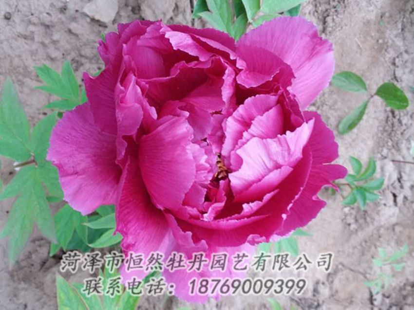 點(diǎn)擊查看詳細(xì)信息<br>標(biāo)題：紫色牡丹 閱讀次數(shù)：1084