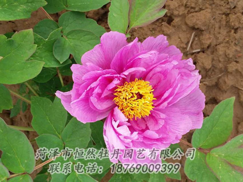 點擊查看詳細信息<br>標題：紫色牡丹 閱讀次數(shù)：1198