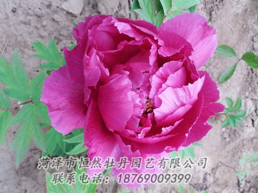 點擊查看詳細信息<br>標題：紫色牡丹 閱讀次數(shù)：1177