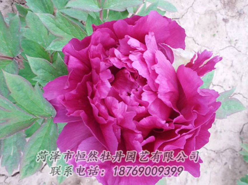 點擊查看詳細信息<br>標題：紫色牡丹 閱讀次數(shù)：1308