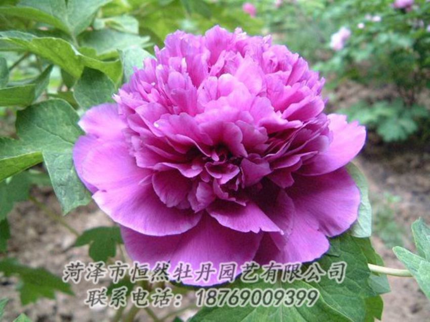點擊查看詳細信息<br>標題：紫色牡丹 閱讀次數(shù)：1344