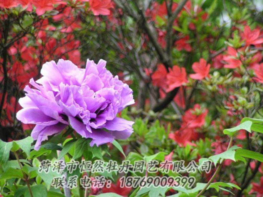 點(diǎn)擊查看詳細(xì)信息<br>標(biāo)題：紫色牡丹 閱讀次數(shù)：1976