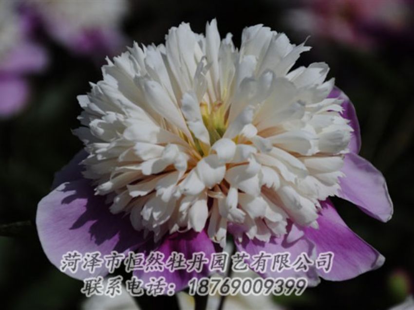 點(diǎn)擊查看詳細(xì)信息<br>標(biāo)題：復(fù)色芍藥 閱讀次數(shù)：1276