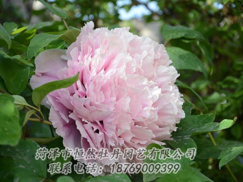 點(diǎn)擊查看詳細(xì)信息<br>標(biāo)題：粉色牡丹 閱讀次數(shù)：2029