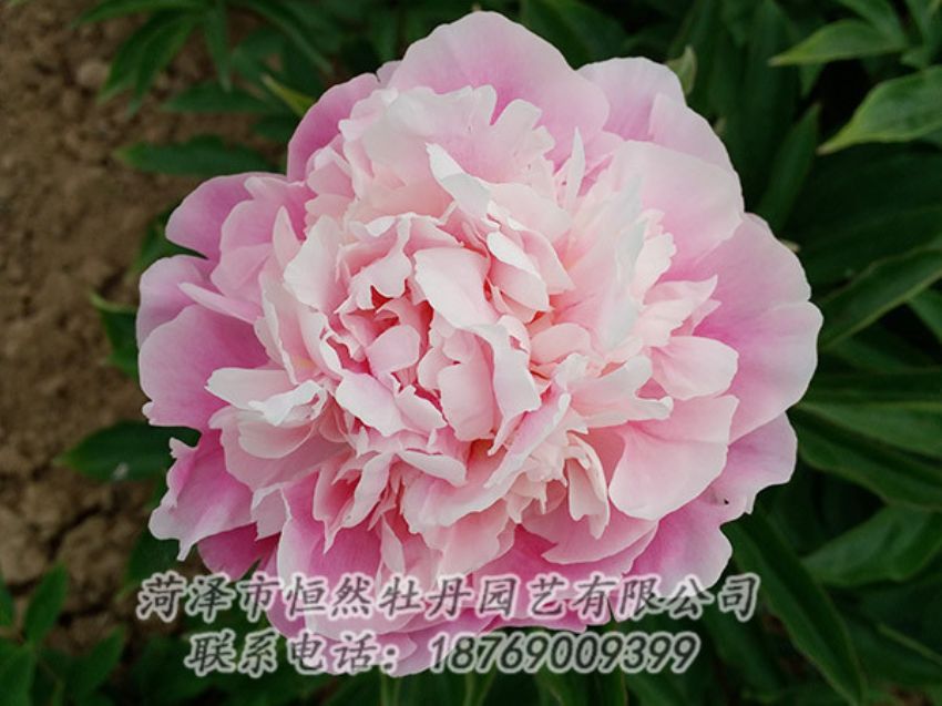 點(diǎn)擊查看詳細(xì)信息<br>標(biāo)題：粉色牡丹 閱讀次數(shù)：1995