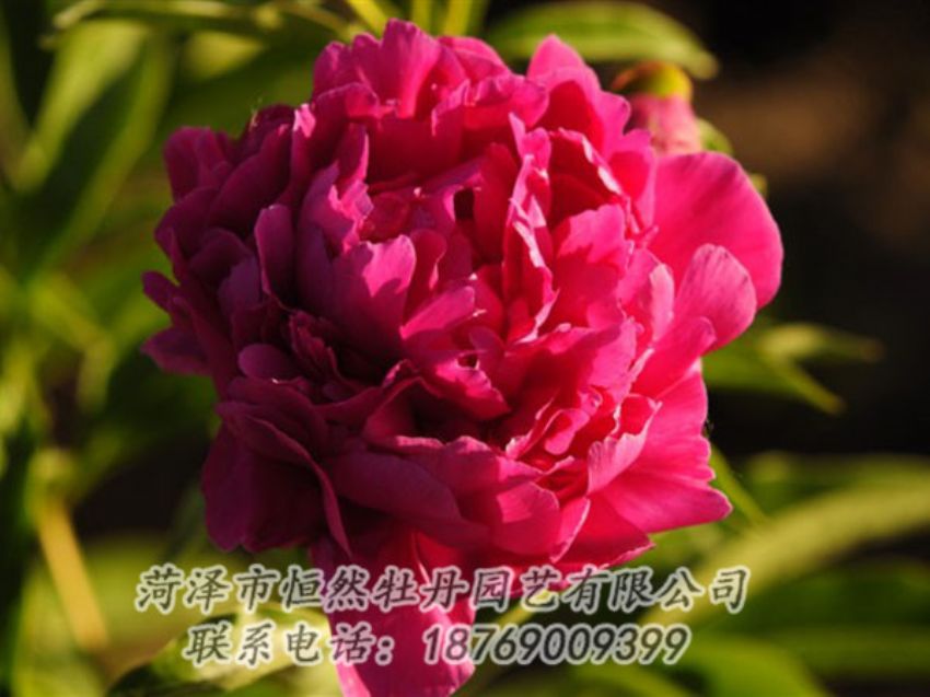 點(diǎn)擊查看詳細(xì)信息<br>標(biāo)題：老來紅 閱讀次數(shù)：1020