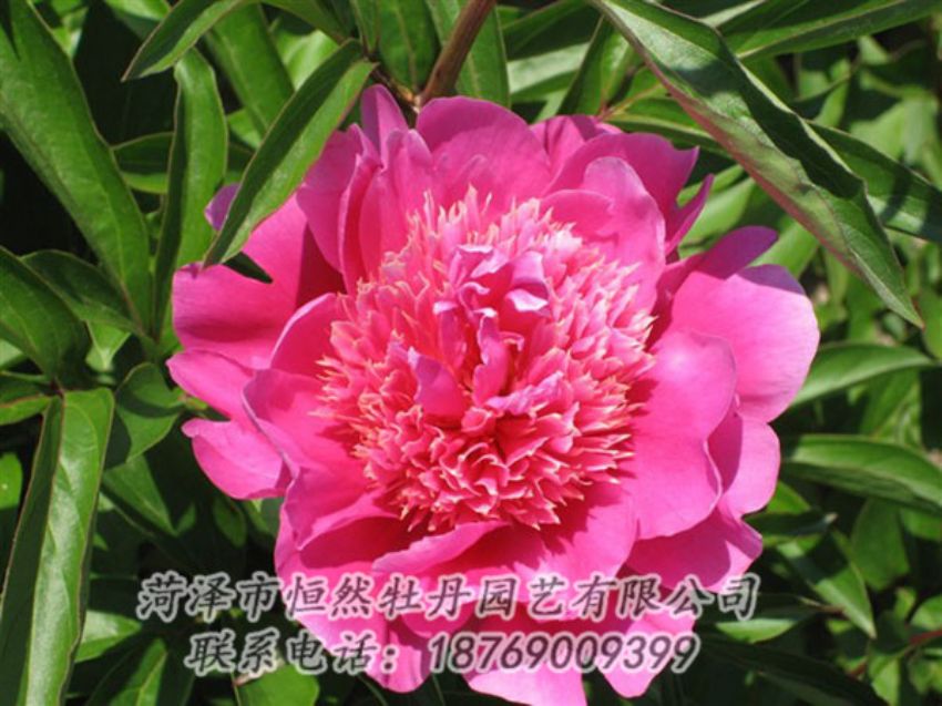 點(diǎn)擊查看詳細(xì)信息<br>標(biāo)題：紅繡球 閱讀次數(shù)：1063