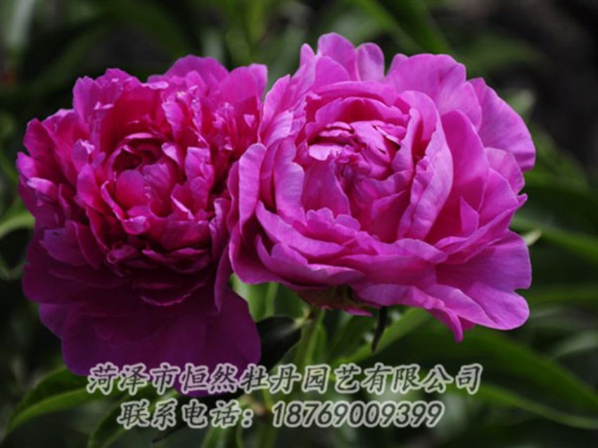 點(diǎn)擊查看詳細(xì)信息<br>標(biāo)題：紅玫瑰 閱讀次數(shù)：1008