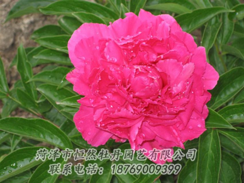 點(diǎn)擊查看詳細(xì)信息<br>標(biāo)題：紅冠芳 閱讀次數(shù)：1084