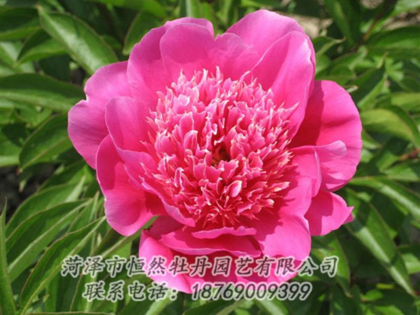 點(diǎn)擊查看詳細(xì)信息<br>標(biāo)題：紅繡球 閱讀次數(shù)：1049