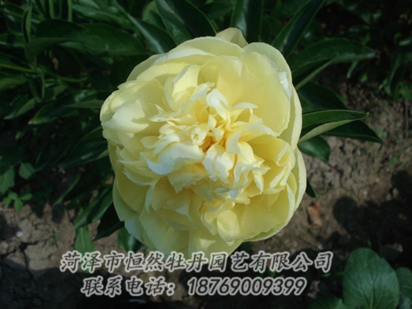 點(diǎn)擊查看詳細(xì)信息<br>標(biāo)題：黃色芍藥 閱讀次數(shù)：1313