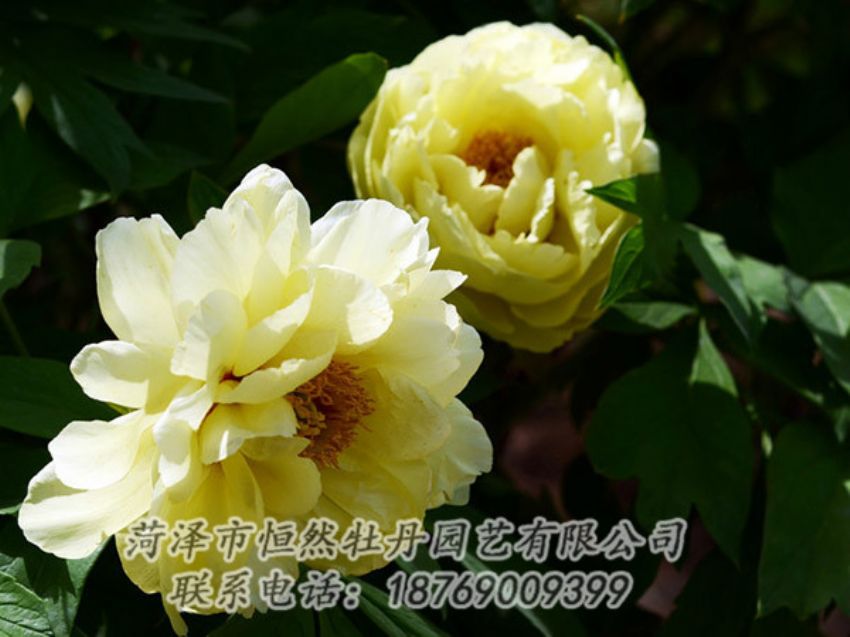 點(diǎn)擊查看詳細(xì)信息<br>標(biāo)題：黃色芍藥 閱讀次數(shù)：1232
