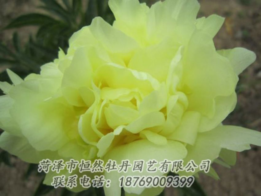 點(diǎn)擊查看詳細(xì)信息<br>標(biāo)題：黃色芍藥 閱讀次數(shù)：1260