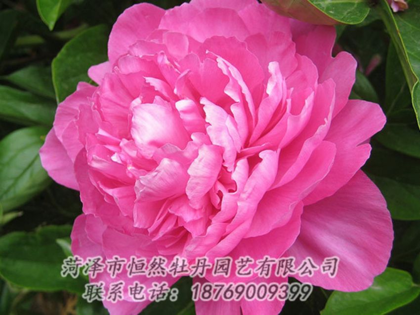 點(diǎn)擊查看詳細(xì)信息<br>標(biāo)題：紅色芍藥 閱讀次數(shù)：1095