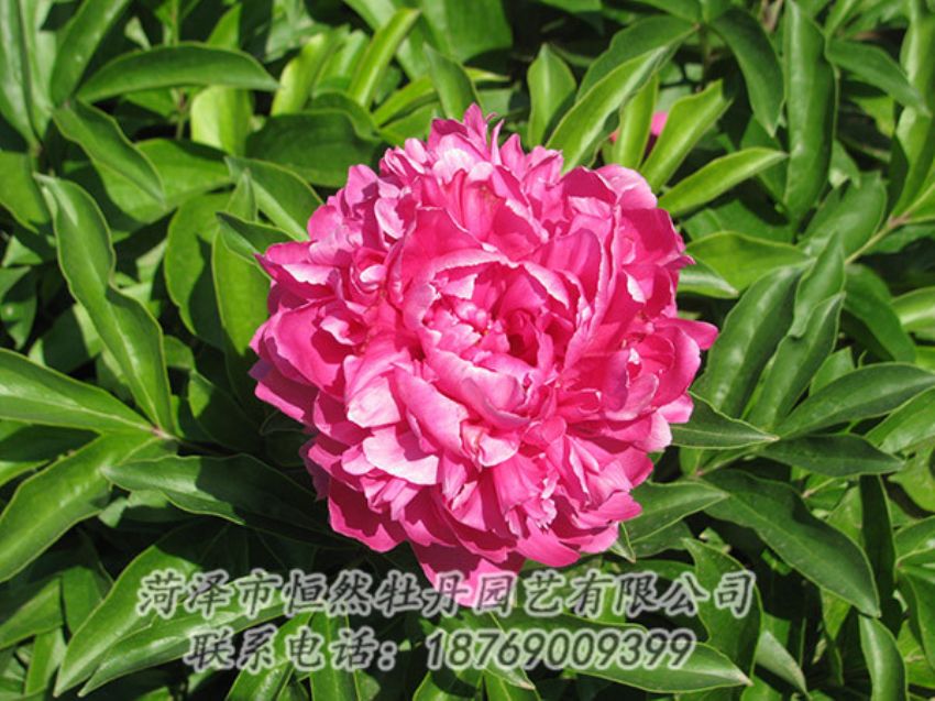 點擊查看詳細信息<br>標題：紅色芍藥 閱讀次數：1200