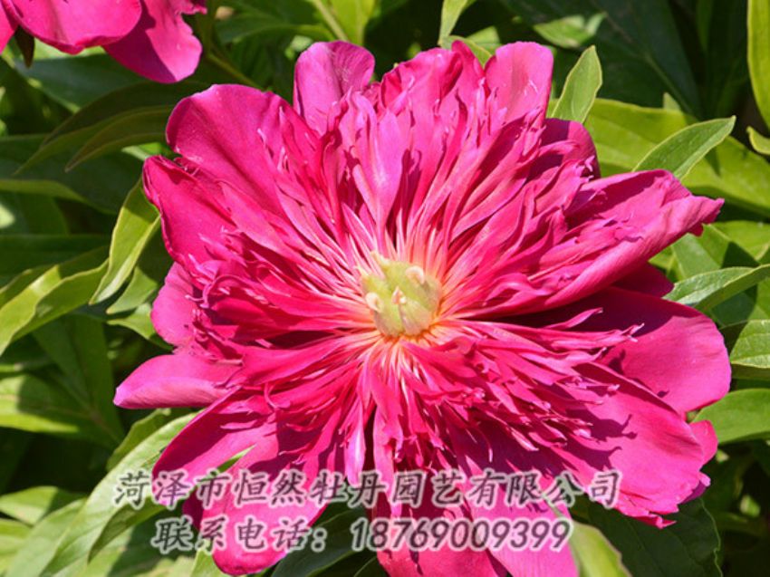 點擊查看詳細信息<br>標題：紅色芍藥 閱讀次數：1148