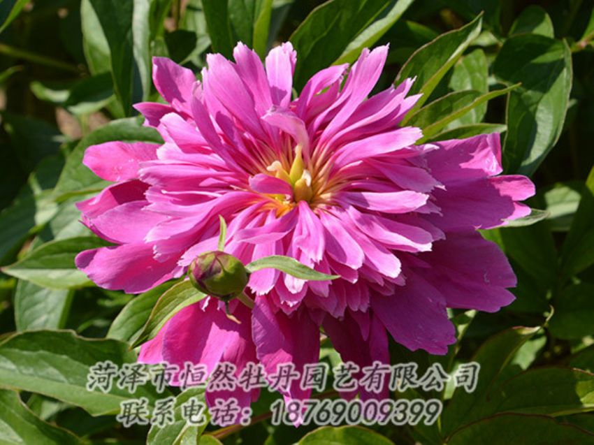 點擊查看詳細信息<br>標題：紅色芍藥 閱讀次數：1186