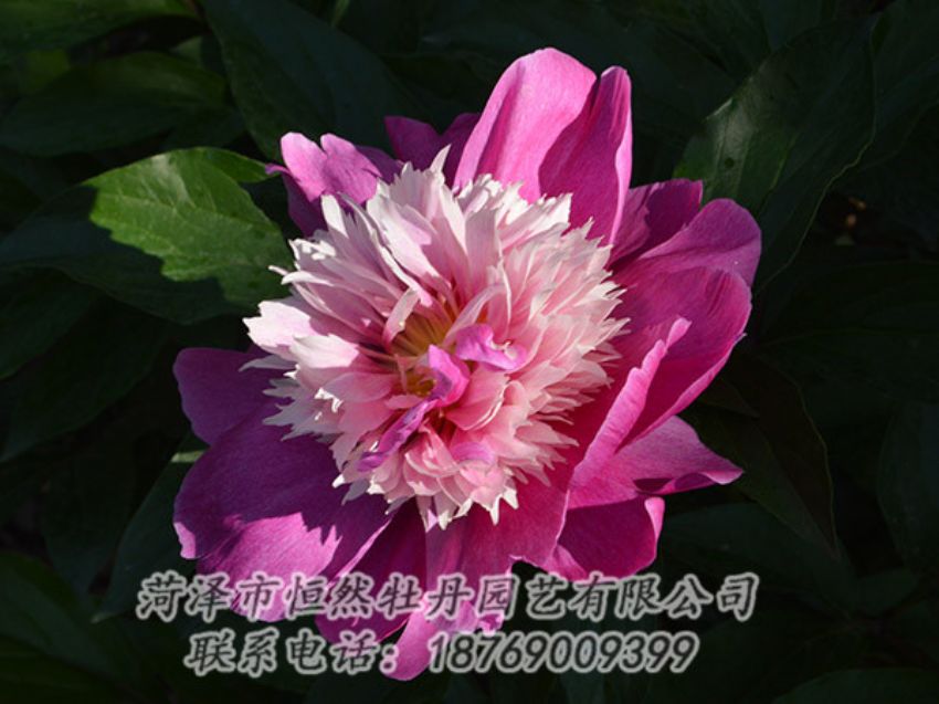 點擊查看詳細信息<br>標題：紅色芍藥 閱讀次數：1274
