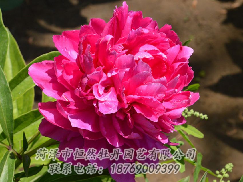 點擊查看詳細信息<br>標題：紅色芍藥 閱讀次數：1161